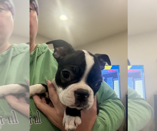 Medium Photo #3 Boston Terrier Puppy For Sale in FREDONIA, KS, USA