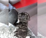 Small Photo #4 French Bulldog Puppy For Sale in NEWARK, NJ, USA