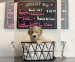Puppy Puppy 5 Goldendoodle