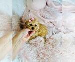 Small Photo #11 Poodle (Toy) Puppy For Sale in TAMPA, FL, USA
