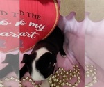 Small #2 Boston Terrier