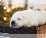 Small Photo #13 Labrador Retriever Puppy For Sale in LOGAN, UT, USA