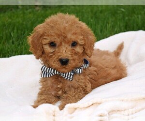 Goldendoodle Puppy for sale in COSHOCTON, OH, USA