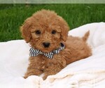 Small Photo #1 Goldendoodle Puppy For Sale in COSHOCTON, OH, USA