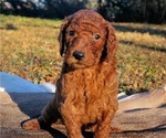 Small Photo #7 Poodle (Standard) Puppy For Sale in STOKESDALE, NC, USA