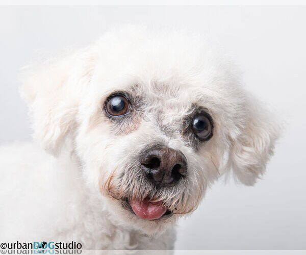 Medium Photo #4 Maltichon Puppy For Sale in Tampa, FL, USA