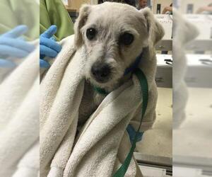 Poodle (Miniature)-Unknown Mix Dogs for adoption in Riverside, CA, USA