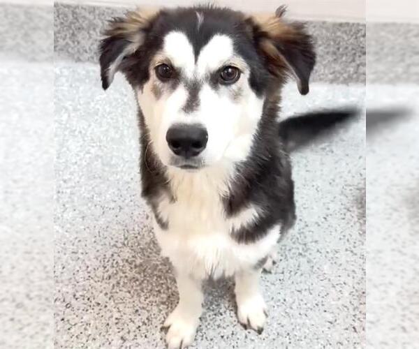 Medium Photo #2 Siberian Husky-Unknown Mix Puppy For Sale in Houston, TX, USA