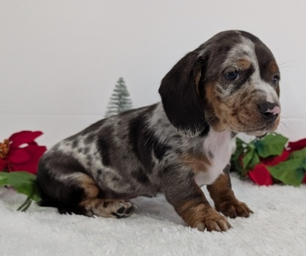 Medium Photo #3 Dachshund Puppy For Sale in GOSHEN, IN, USA