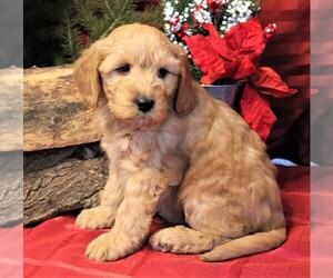 Goldendoodle (Miniature) Puppy for sale in JONES, MI, USA