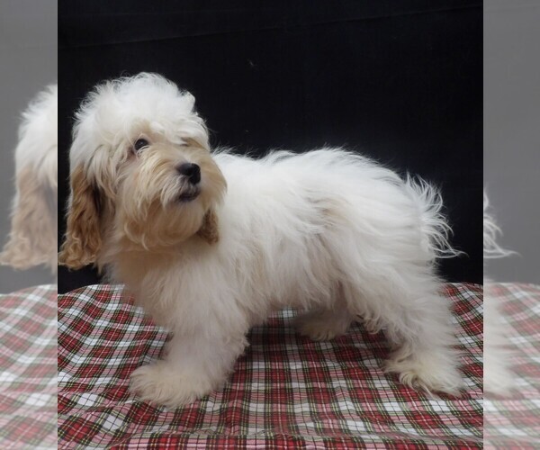 Medium Photo #1 Shih-Poo Puppy For Sale in PATERSON, NJ, USA