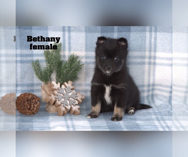 Medium Photo #10 Alaskan Klee Kai-Pomsky Mix Puppy For Sale in CLARE, MI, USA