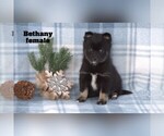 Small #9 Alaskan Klee Kai-Pomsky Mix