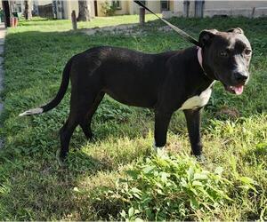 American Staffordshire Terrier-Unknown Mix Dogs for adoption in San Antonio, TX, USA