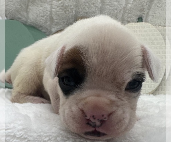 Medium Photo #9 Boxer Puppy For Sale in PAWNEE CITY, NE, USA