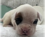 Small #8 Boxer