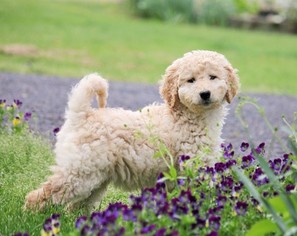 Goldendoodle Puppy for sale in WEST UNITY, OH, USA