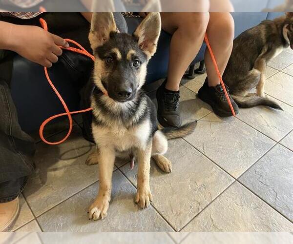 Medium Photo #1 German Shepherd Dog Puppy For Sale in Orange, CA, USA