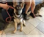 Small German Shepherd Dog