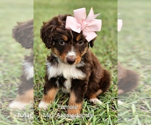 Aussie-Poo-Aussiedoodle Miniature Mix Puppy for sale in TAYLOR, TX, USA