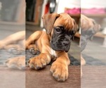 Puppy Puppy 3 Boxer