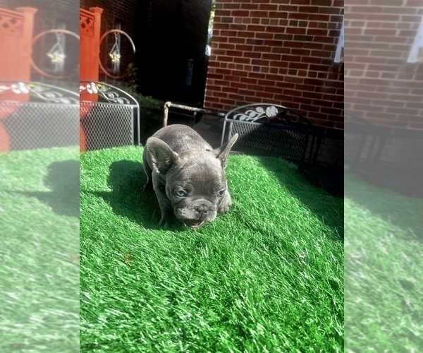 Medium Photo #5 French Bulldog Puppy For Sale in WASHINGTON, DC, USA