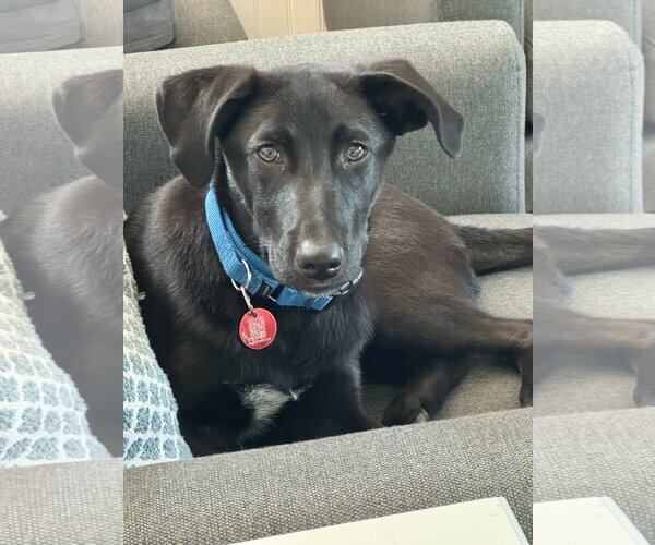 Medium Photo #4 Labrador Retriever-Unknown Mix Puppy For Sale in Wakefield, RI, USA