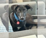 Small #3 Labrador Retriever Mix
