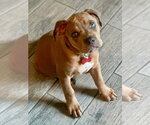 Small #19 American Staffordshire Terrier Mix