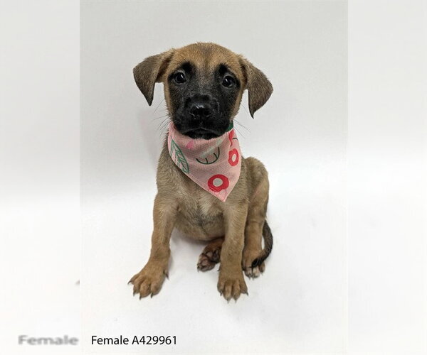 Medium Photo #1 Labrador Retriever Puppy For Sale in Conroe, TX, USA