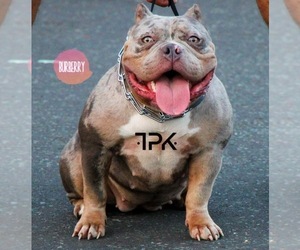 Mother of the American Bully puppies born on 08/27/2023