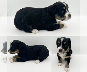 Miniature Australian Shepherd Puppy for sale in BROOKER, FL, USA