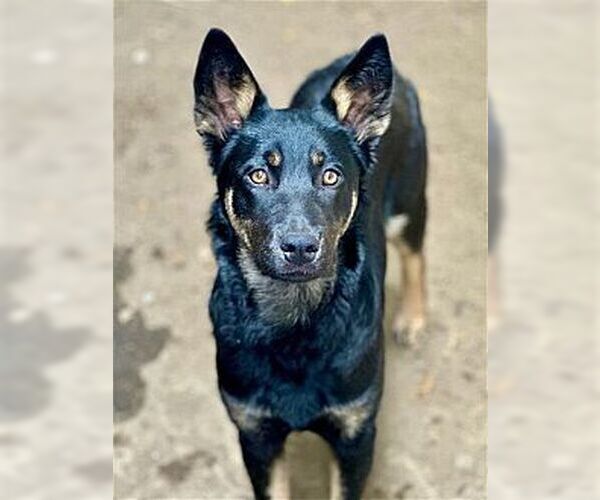 Medium Photo #4 Australian Kelpie-Unknown Mix Puppy For Sale in Dana Point, CA, USA