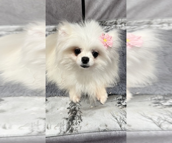 Medium Photo #1 Pomeranian Puppy For Sale in RANCHO BERNARDO, CA, USA