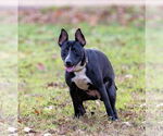 Small #4 Bull Terrier Mix