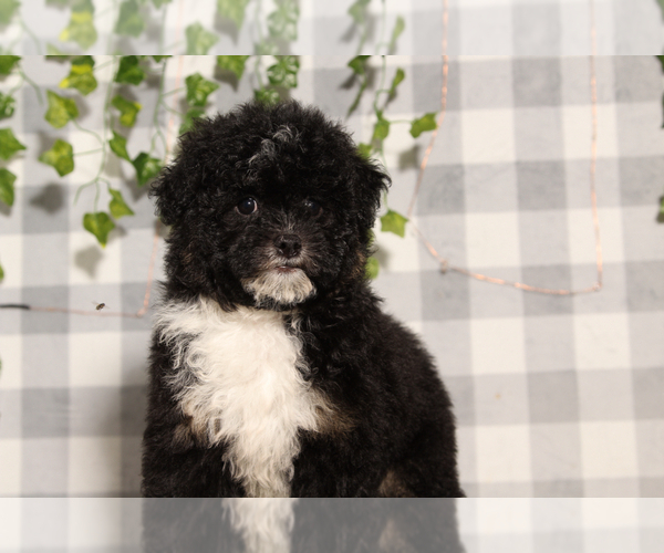 Medium Photo #2 Aussie-Poo Puppy For Sale in MARIETTA, GA, USA
