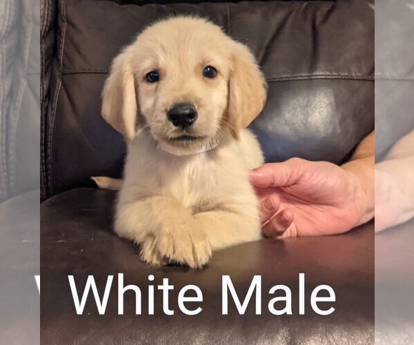 Medium Photo #5 Golden Retriever Puppy For Sale in DAVENPORT, FL, USA