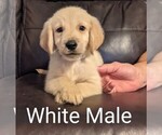 Small Photo #5 Golden Retriever Puppy For Sale in DAVENPORT, FL, USA
