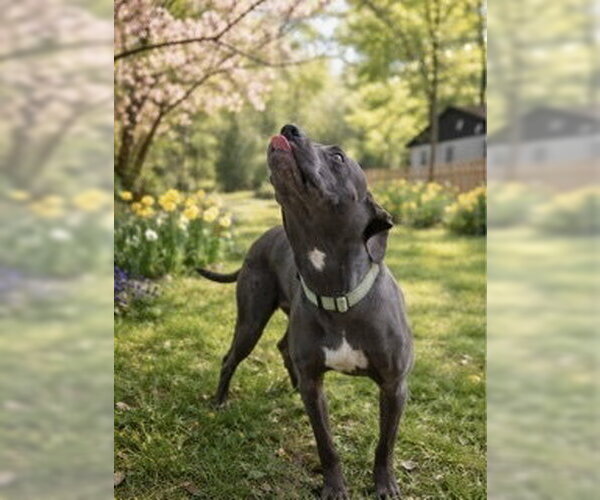Medium Photo #2 American Pit Bull Terrier-Unknown Mix Puppy For Sale in Mooresville, NC, USA