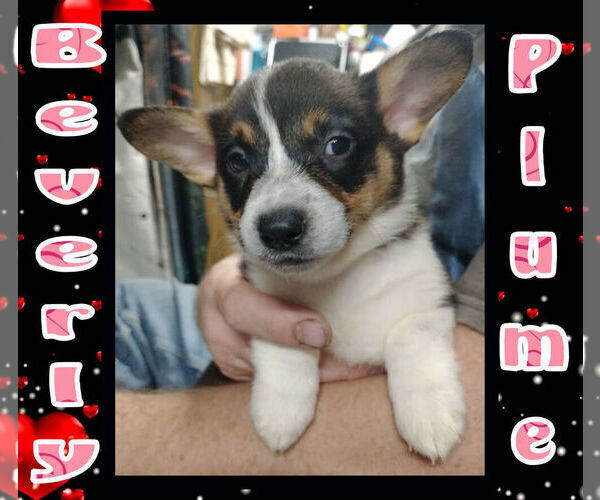 Medium Photo #3 Cowboy Corgi Puppy For Sale in GALLEGOS, NM, USA
