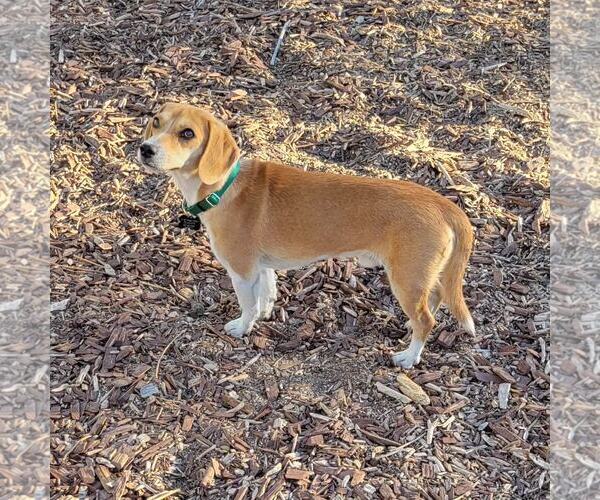 Medium Photo #6 Doxle Puppy For Sale in Las Vegas, NV, USA