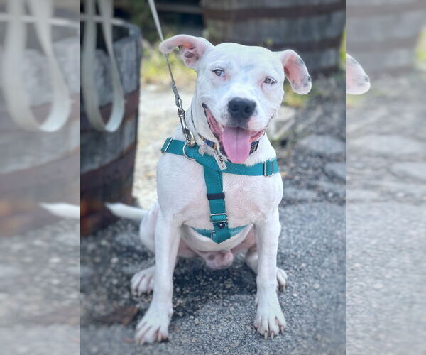 Medium Photo #7 American Staffordshire Terrier-Unknown Mix Puppy For Sale in Raleigh, NC, USA