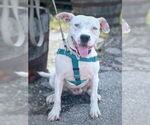 Small #6 American Staffordshire Terrier Mix