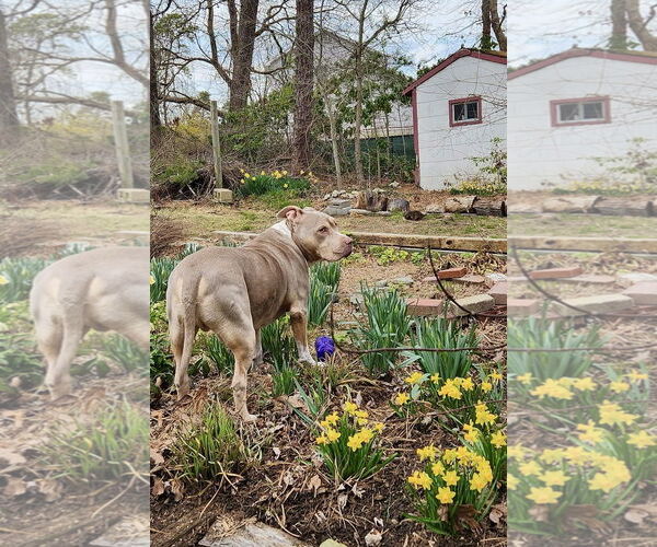 Medium Photo #4 Staffordshire Bull Terrier-Unknown Mix Puppy For Sale in Mount Laurel, NJ, USA