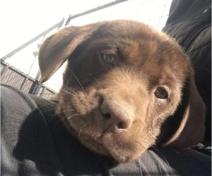 Labrador Retriever Puppy for sale in FLORENCE, MO, USA