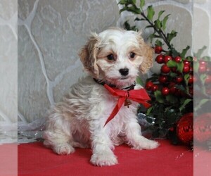 Cavachon Puppy for sale in GORDONVILLE, PA, USA