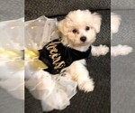 Small Photo #1 Bichon Frise Puppy For Sale in CLEAR LAKE CITY, TX, USA