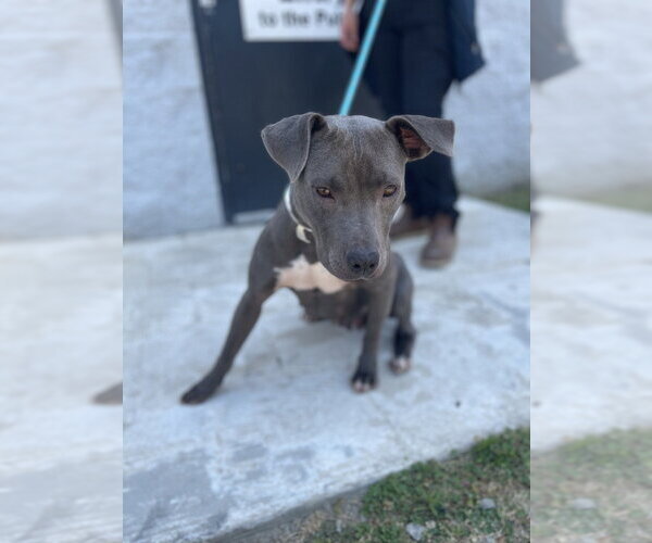 Medium Photo #2 American Pit Bull Terrier-Unknown Mix Puppy For Sale in Brewster, NY, USA
