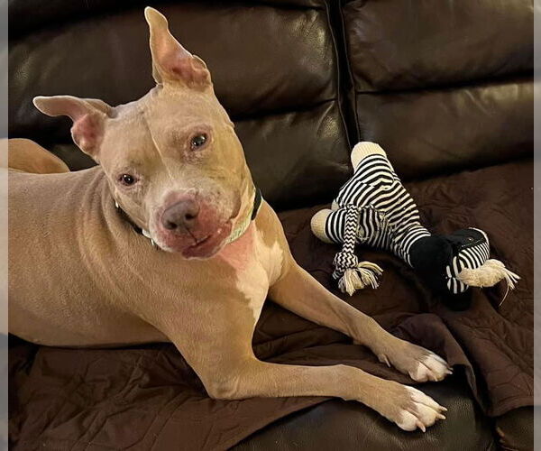 Medium Photo #12 American Pit Bull Terrier-Unknown Mix Puppy For Sale in Germantown, OH, USA