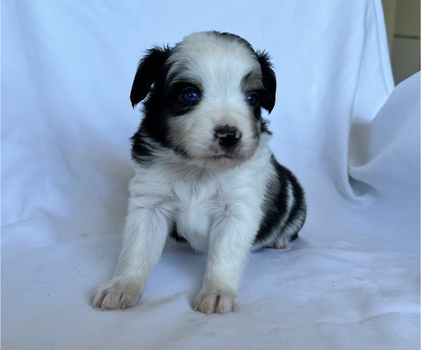 Medium Photo #8 Miniature Australian Shepherd Puppy For Sale in BEATTY, OR, USA